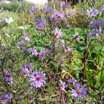 Aster novi-Belgii x cordifolius 'Treffpunkt' 2
