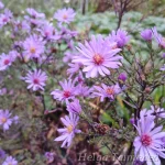 Aster novi-Belgii x cordifolius 'Treffpunkt' 5