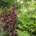 Penstemon digitalis 'Husker Red'  sõrmkübarjas peekerlill 3