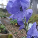 Aconitum carmichaelii 'Arendsii' 2