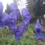 Aconitum carmichaelii 'Arendsii' 3