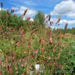 Sanguisorba officinalis ‘Pink Tanna’ 1
