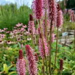 Sanguisorba 'Blackthorn' Luppio 3