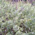 Baptisia australis Sinine baptiisia 1
