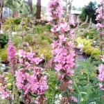 Lythrum salicaria 'Pink Tails' 1