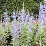 Perovskia atriplicifolia 'Lacy Blue' Перовския лебедолистная 1