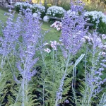 Perovskia atriplicifolia 'Lacy Blue' Перовския лебедолистная 2