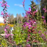 Lythrum virgatum 'Dropmore Purple' 2