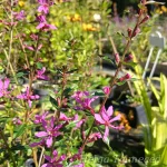 Lythrum virgatum 'Dropmore Purple' 1