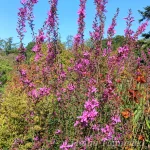 Lythrum virgatum 'Dropmore Purple' 3