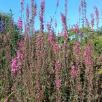 Lythrum virgatum 'Dropmore Purple' 4