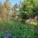 Sanguisorba officinalis 'Arnhem' Punaluppio 1