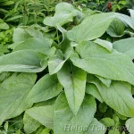 Phlomis russeliana 2
