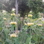 Phlomis russeliana 3