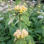 Phlomis russeliana 1