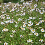 Kalimeris incisa 'Madiva' 1