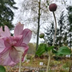 Eriocapitella x hybrida (Anemone) 'Königin Charlotte'  Villülane 1