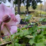 Eriocapitella x hybrida (Anemone) 'Königin Charlotte'  Villülane 2