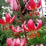 Lilium martagon 'Manitoba Morning' 1