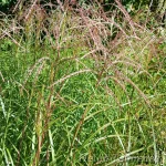 Miscanthus sinensis 'Federweiser' Hiina siidpööris 1