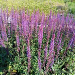 Salvia nemorosa 'Caradonna' Metssalvei 1