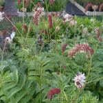 Sanguisorba stipulata var riishirensis Luppio 1