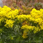 Solidago 'Laurin' Piisku 2