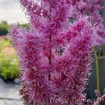 Astilbe chinensis 'Purpurlanze' 1