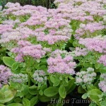 Sedum telephium 'Siesta Pink' Verev kukehari 2