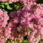 Sedum telephium 'Siesta Pink' Verev kukehari 1