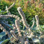Stachys byzantina  ́Cotton Boll ́ 1