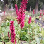Bistorta amplexicaulis (Persicaria amplexicaulis)  ́Black Field® ́ Kaelus-ussitatar 2