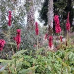 Bistorta amplexicaulis (Persicaria amplexicaulis)  ́Black Field® ́ Kaelus-ussitatar 1