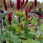 Bistorta amplexicaulis (Persicaria amplexicaulis)  ́Black Field® ́ Kaelus-ussitatar 1