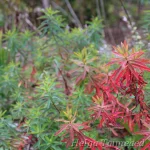 Euphorbia epithymoides (polychroma) 'Senior' 4