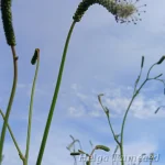 Sanguisorba tenuifolia  var alba  ́Korean Snow ́ Ahtalehine punanupp 1