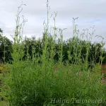 Sanguisorba tenuifolia  var alba  ́Korean Snow ́ Ahtalehine punanupp 1