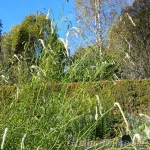 Sanguisorba tenuifolia  var alba  ́Korean Snow ́ Ahtalehine punanupp 3