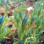 Gentiana sino-ornata 'Eugens Allerbester' 5