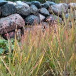 Panicum virgatum 'Shenandoah' switch grass 2