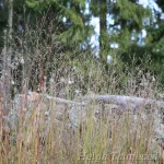 Panicum virgatum 'Shenandoah' switch grass 1