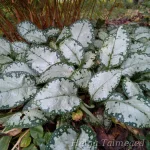 Pulmonaria 'Moonshine' Kopsurohi 1