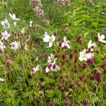 Sanguisorba officinalis 'Tanna' Ürt-punanupp 1