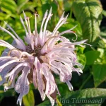 Monarda bradburiana Bradbury monarda 1