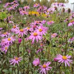 Aster amellus ‘Brilliant’ Amellaster 1