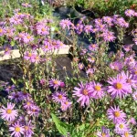 Aster amellus ‘Brilliant’ Amellaster 2