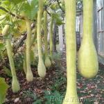 Cucurbita Summer Squash Group  'Tromba di Albenga' rullkõrvits ehk trompetkõrvits 2