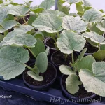Cucurbita Summer Squash Group  'Tromba di Albenga' 3