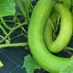Cucurbita Summer Squash Group  'Tromba di Albenga' 4