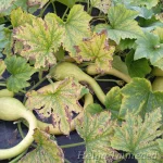 Cucurbita Summer Squash Group  'Tromba di Albenga' 5